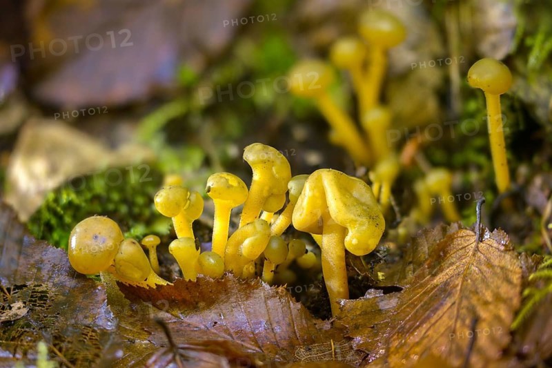 Gallat cap, gelatinous cap, common gelatinous cap, green yellow gelatinous cap, leotia gelatinosa, leotia lubrica, slippery cap mushroom, fungus, jelly baby, mushrooms