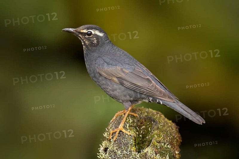 Siberian Thrush (Geokichla sibirica) male, Pahang, Malaysia
