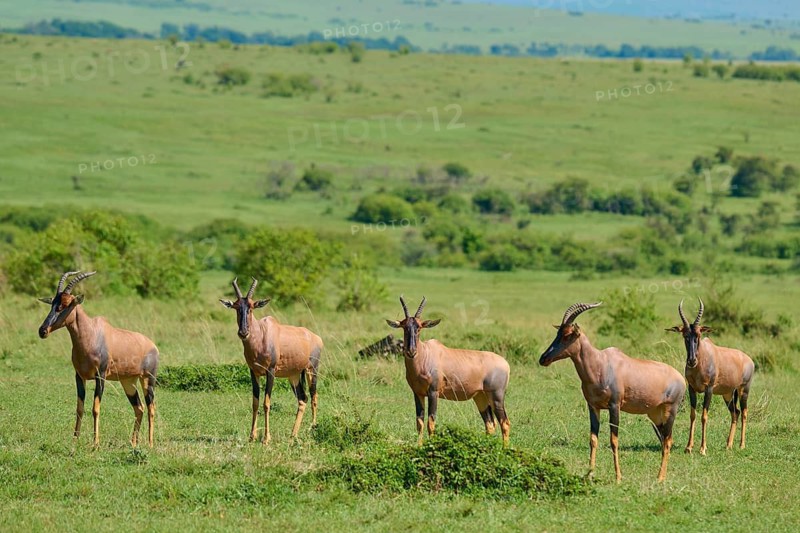 Five antelopes stand on a green savannah with a vast sky and grass, Topi (Damaliscus lunatus jimela), Masai Mara National Reserve, Narok County, Kenya