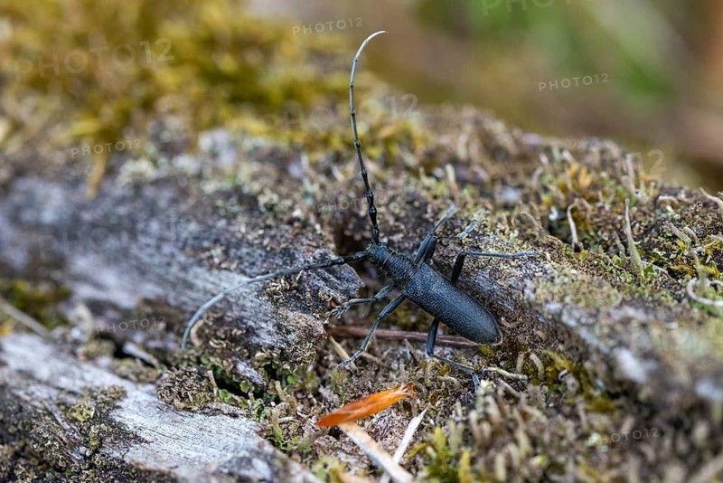 Beechbuck, beech spike, cerambycidae, cerambyx scopolii, small oakbuck, wrinkled buck, scopolis longhorn beetle, beetle, capricorn beetle, coleoptera, insects, beetles