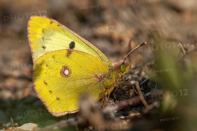 Brandenburg, Colias hyale, yellow haybutterfly, Germany, golden eight, national natural heritage, natural paradise Grünhaus, pale clouded yellow, white clover yellow, post-mining landscape, butterfly, green house, insects, butterfly, butterflies