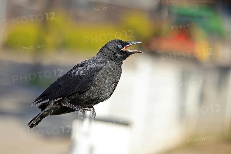 Common Raven (Corvus corone), juvenile, Fröndenberg, North Rhine-Westphalia, Germany