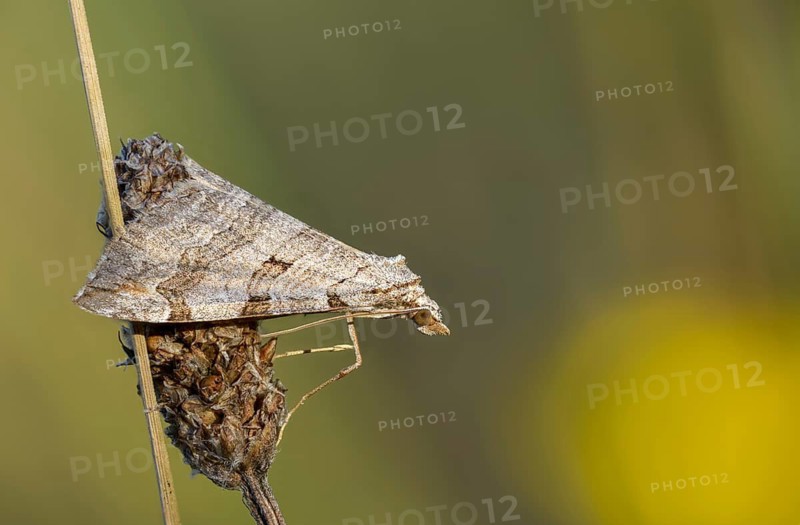 Aplocera plagiata, Brandenburg, defoliating moth, Germany, large St. John's wort tensioner, Nabu, Nabu project, national natural heritage, natural paradise Grünhaus, St. John's word inchworm, post-mining landscape, green house, insects, moths, moths, moths, butterflies, treble bar