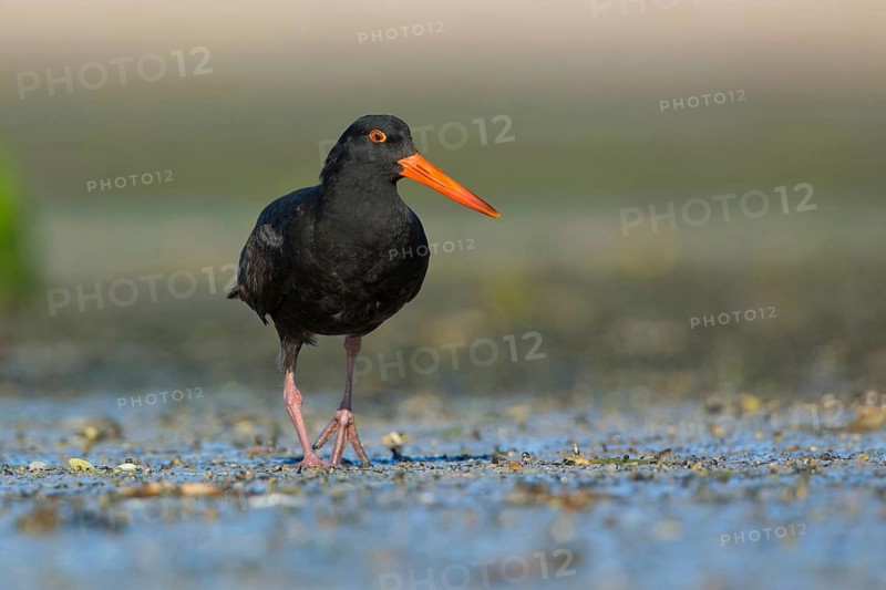 Sooty Oystercatcher (Haematopus fuliginosus) foraging, South Australia, Australia