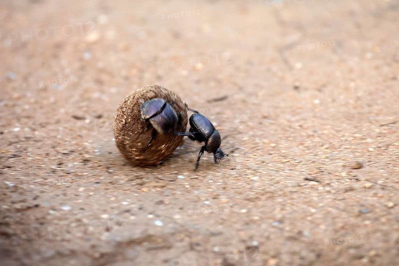 Dung beetle (Scarabaeus sacer), sacred dung beetle, adult, two, pairs, rolling, dung ball, elephant dung, for egg-laying, Kruger National Park, Limpopo Province, South Africa