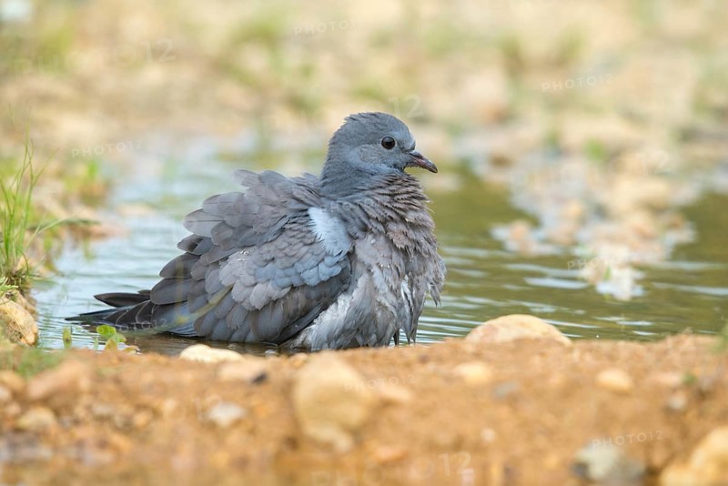 Columba Oenas, Holdove, Stock Pigeon, Bath, Bathe, Bird Bath, Birds, Columbidae, Doves, Adolescent, Juvenile, Doves, Potion, Birdbath, Birds, Watering Place