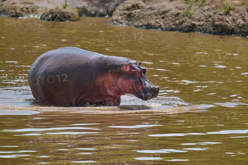 A solitary hippopotamus stands in the calm waters of a river in a natural setting, hippopotamus (Hippopotamus amphibius), Masai Mara National Reserve, Narok County, Kenya