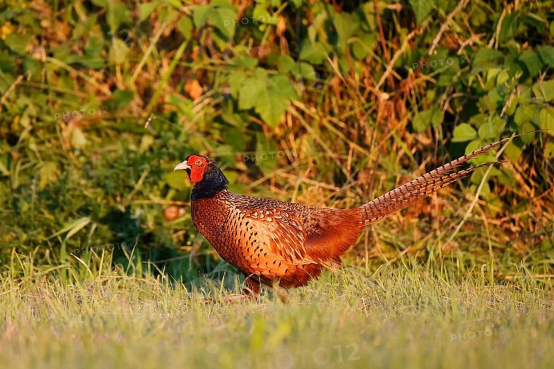 Hunting pheasant (Phasianus colchicus), cock in a meadow, North Rhine-Westphalia, Germany