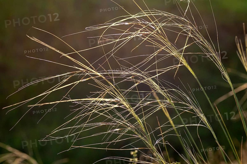 Dwarf feathergrass, hairgrass, hairy feathergrass, pingrass, poaceae, stipa capillata, sweet grasses, flora, plants, plants, steppe lawns