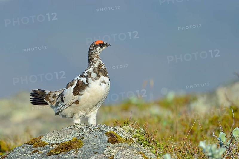 Male Alpine ptarmigan (Lagopus mutus) in moulting plumage on a rock, Iceland