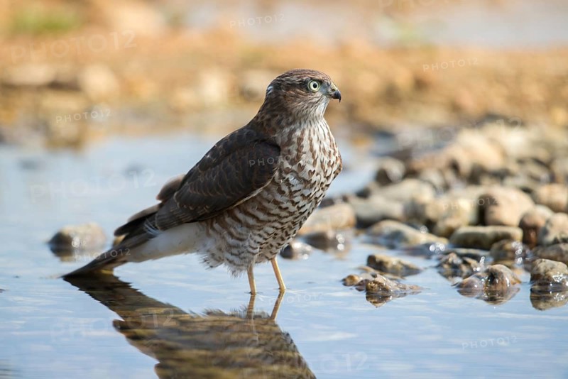 Accipiter Nisus, Accipitriformes, Sparrowhawk, Sparrowhawk, Bath, Bird Bath, Birds, Falconiformes, Raptors, Raptors, Potions, Birdbath, Birds, Watering Place