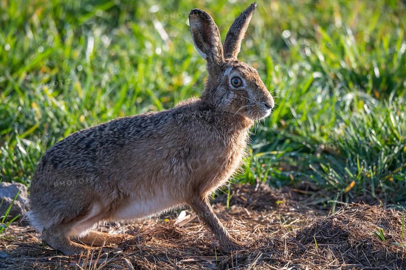 European hare (Lepus europaeus), Vechta, Lower Saxony, Germany