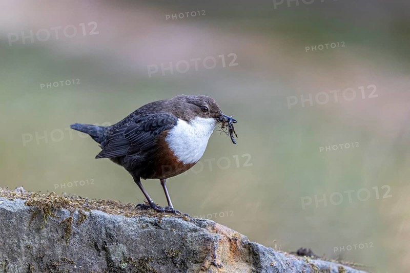 White-throated Dipper (Cinclus cinclus) with food in its beak, North Rhine-Westphalia, Germany