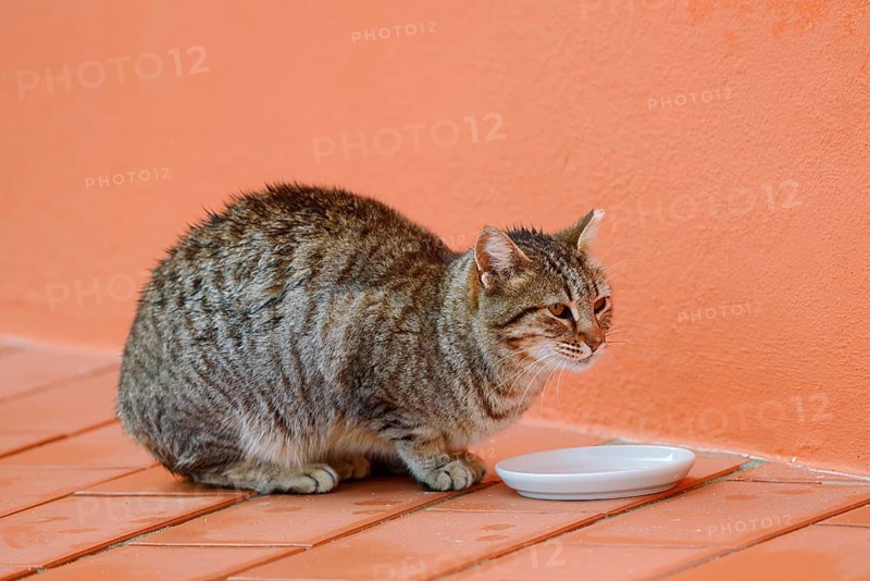 House cat sitting in front of a bowl of milk, Algarve, Portugal