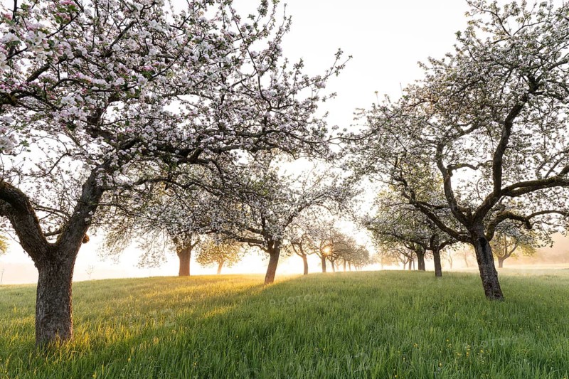Fresh blossom, morning light, ground mist... simply magical! Foothills orchard meadow in bloom - apple tree avenue in the morning light with ground mist