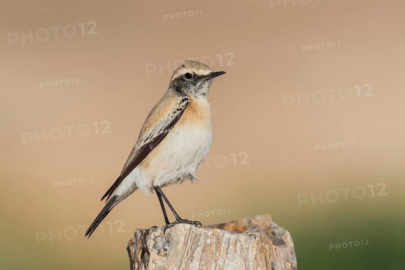 Desert Wheatear (Oenanthe deserti homochroa) Eilat, Israel