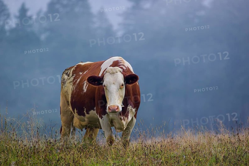 A Holstein Friesian cow stands grazing on a meadow with trees on a foggy day. Eng Valley, Austria
