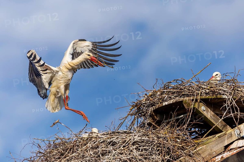 White stork (Ciconia ciconia), flying to the nest with nesting material in its beak, Affenberg, Salem, Lake Constance region, Baden-Württemberg, Germany
