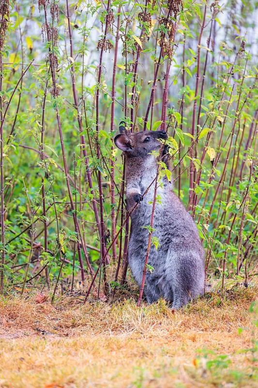 A red-necked wallaby (Macropus rufogriseus) sits on a cloudy day amidst tall, dense clumps of stinging nettles, eating the leaves. Eastern Australia, Tasmania, islands of Bass Strait