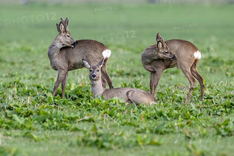Roe buck (Capreolus capreolus) in its summer and winter coats, Vechta, Lower Saxony, Germany