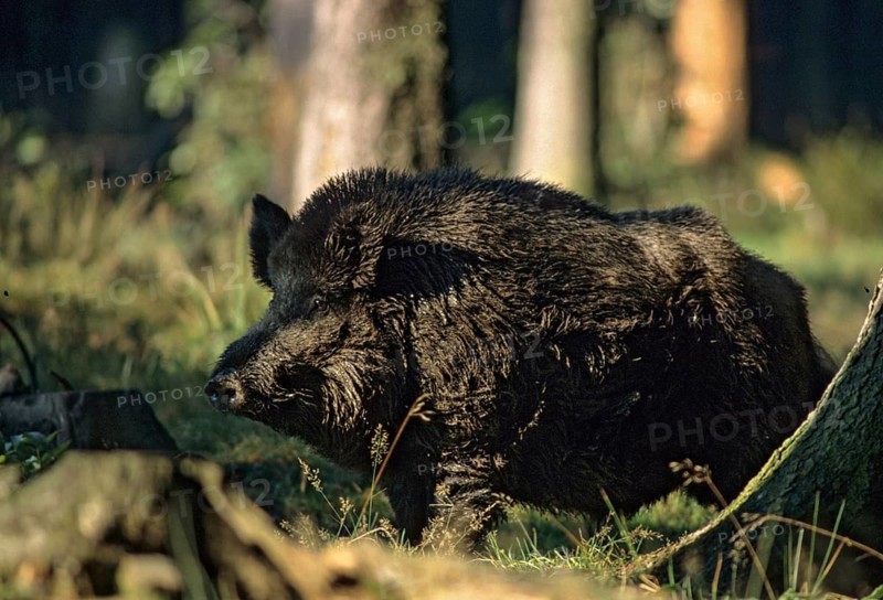 Artiodactyla, even-toed ungulate, cloven-hoofed, wild boar, wild boar, boar, boar, leo, male, mammal, mammal, male, mammal