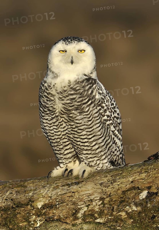 Snowy Owl (Bubo scandiacus), British Columbia, Canada