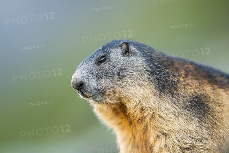 Alpine marmot (Marmota marmota) in autumn, Grossglockner, High Tauern National Park, Austria