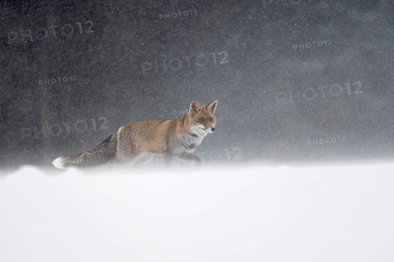 Red fox in the snow, Steinborn, Rhineland-Palatinate, Germany