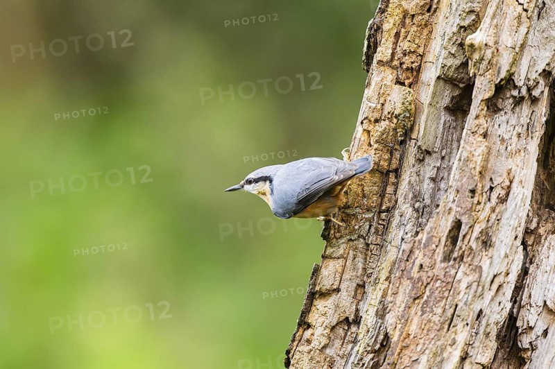 Eurasian nuthatch (Sitta europaea) sitting on an old wrotten tree trunk at a swamp, Bavaria, Germany