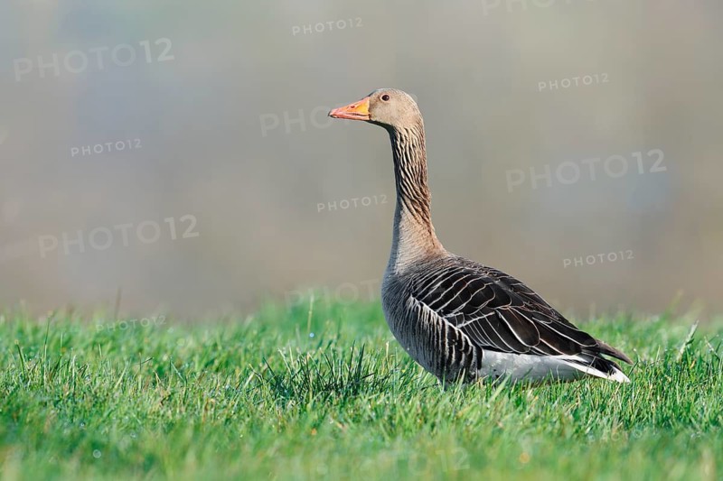 A greylag goose (Anser anser) stands in a meadow, North Rhine-Westphalia, Germany