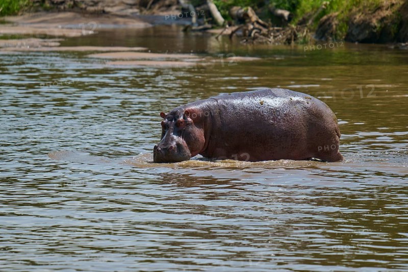 A hippopotamus stands in the water of a tranquil river, surrounded by natural countryside, hippopotamus (Hippopotamus amphibius), Masai Mara National Reserve, Narok County, Kenya