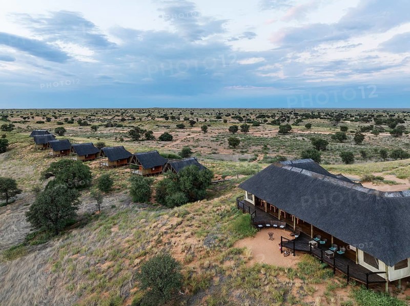 The Ta Shebube Rooiputs Lodge in the Kalahari Desert during the rainy season with green vegetation. The trees are camelthorn trees (Vachellia erioloba). Aerial view. Drone shot. Kgalagadi Transfrontier Park, Botswana