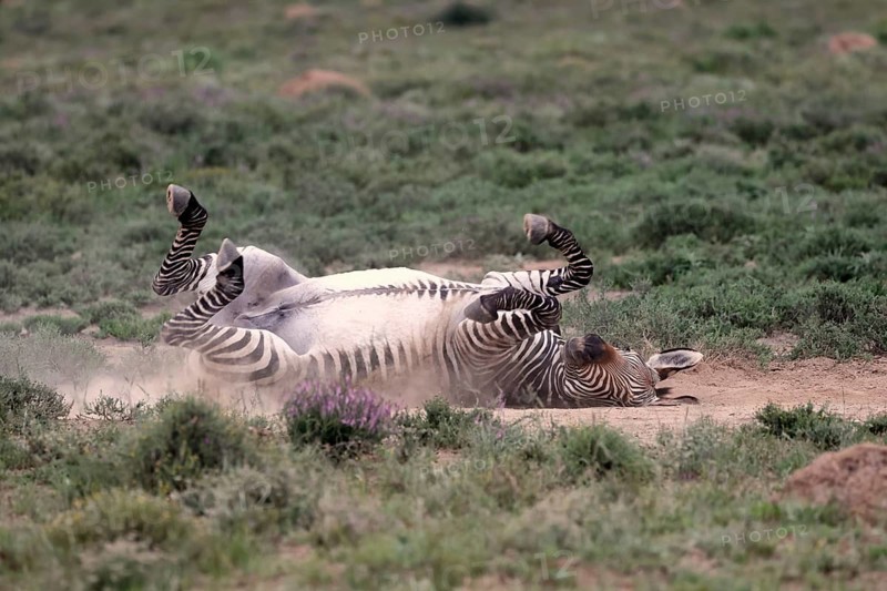 Cape Mountain Zebra (Equus zebra), adult, sand bath, Mountain Zebra National Park, Eastern Cape, South Africa