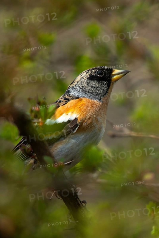 Mountain finch, brambling, fringilla montifringilla, birds, high size, portrait format, passeri, songbirds, birds