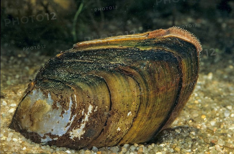 Anodonta cygnea, duck mussel, common pond mussel, swan mussel, pond mussel, river mussel, leo, mussels, pond mussels, molluscs