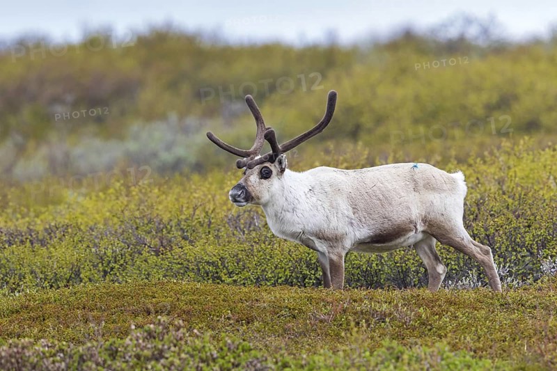 Reindeer, Ren, (Rangifer tarandus), Animals, Mammals, Deer family, Varanger, Finnmark, Norway
