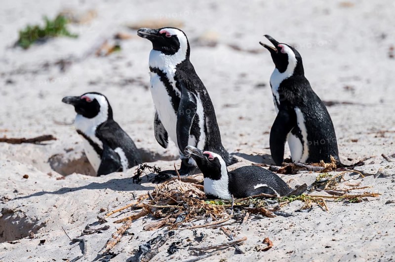 Spectacled penguins (Spheniscus demersus) breeding with nest, Boulder Beach, Western Cape, Simon's Town, South Africa