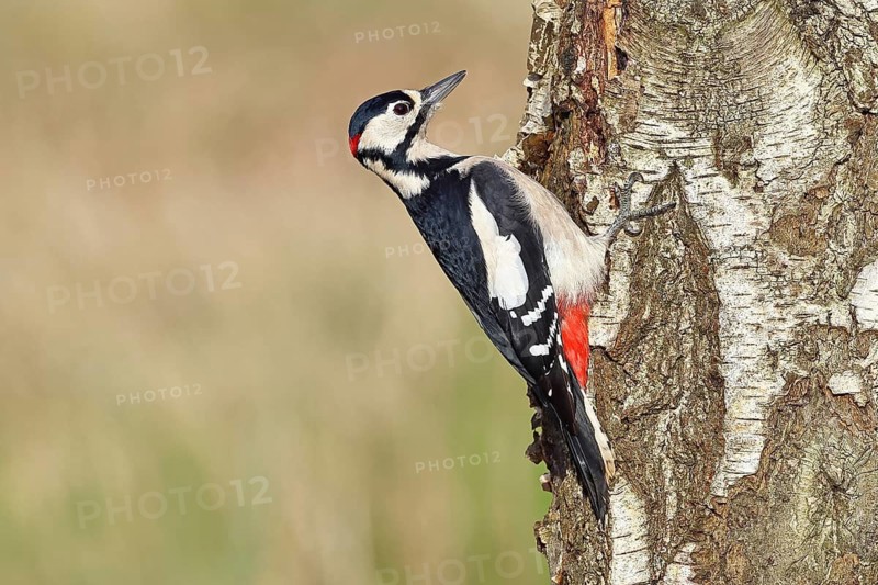 Great Spotted Woodpecker (Dendrocopus major), male, foraging on the trunk of a silver birch (Betula pendula), wildlife, woodpeckers, nature photography, autumn, Wilnsdorf, North Rhine-Westphalia, Germany