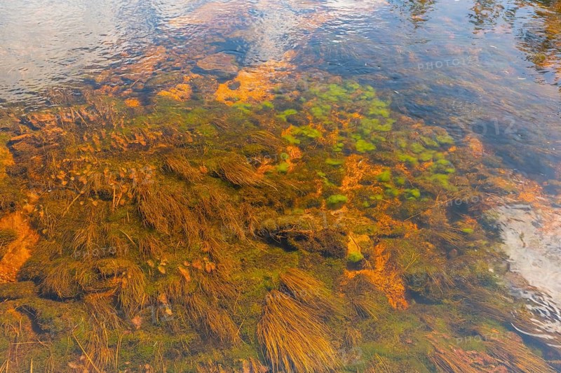 View of the bottom of a river, Agder, Norway