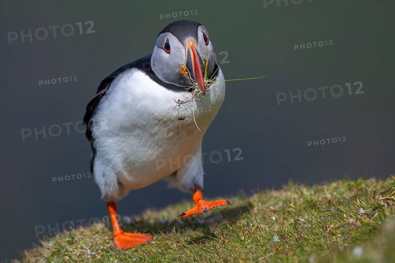 Puffin (Fratercula arctica), Hermaness National Nature Reserve, Unst, Shetland Islands, Scotland, Great Britain
