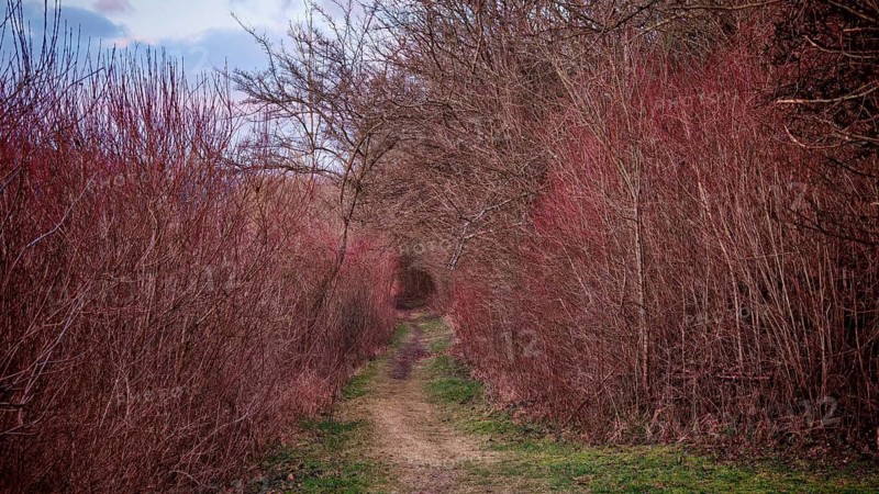 Tunnel through vegetation, a narrow path between bare reddish brown shrubs in an autumn landscape. Calm and cool atmosphere, Frankenwald nature park Park, Upper Franconia