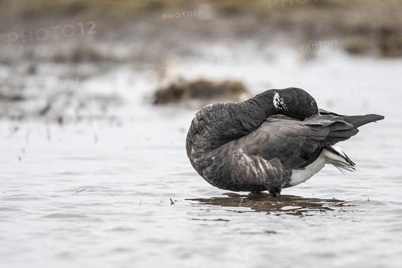 Brent goose (Branta bernicla), Amrum, Schleswig-Holstein, Germany