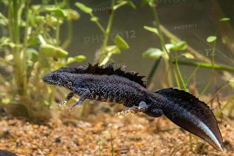 Great crested newt, crested newt, northern crested newt, Triturus cristatus, amphibians, amphibians, amphibians, amphibians, amphibians, male, newt, northern crested newt, warty newt
