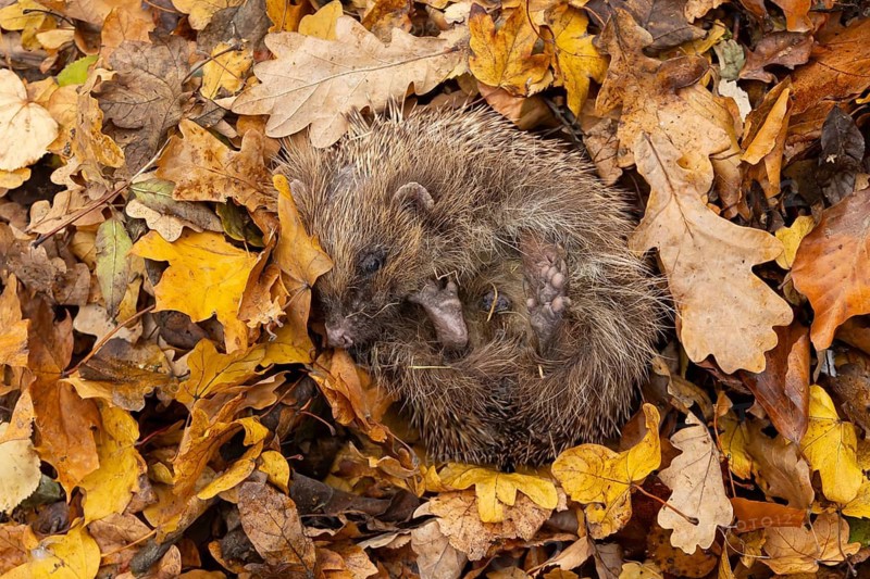 European hedgehog (Erinaceus europaeus) adult animal sleeping in fallen autumn colour leaves during hibernation, England, United Kingdom