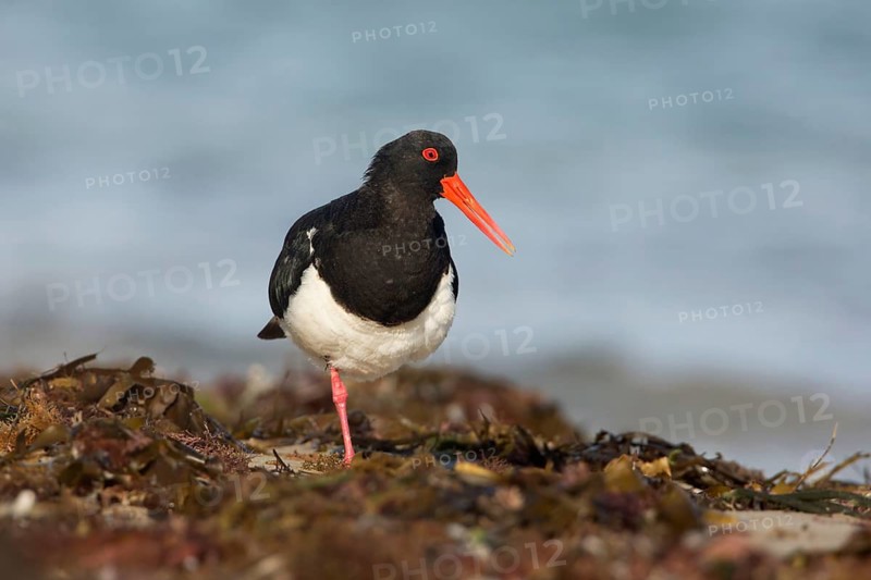 Pied Oystercatcher (Haematopus longirostris) foraging at shoreline, Victoria, Australia