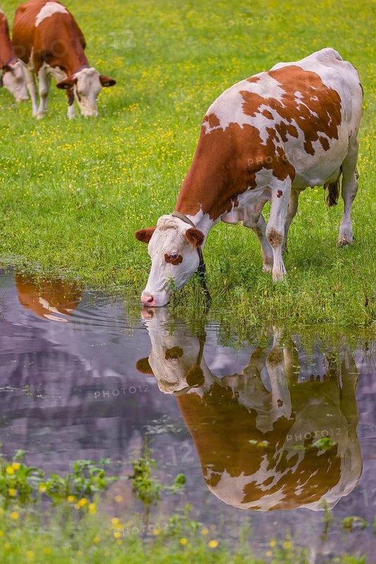 Holstein Friesian cattle stand on a green meadow at a puddle and drink. A reflection of the cows and the mountains can be seen in the puddle. Eng Valley, Austria