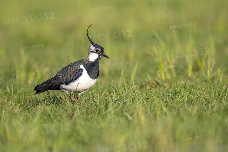 Northern Lapwing (Vanellus vanellus) in a wet meadow, Dümmer, Hüde, Lower Saxony, Germany