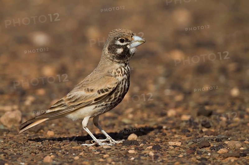 Thick-billed Lark - Knackerlerche - Rhamphocory clotbey, Morocco, male