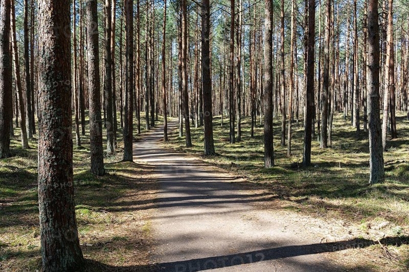 Serene Forest Path Winding Through Tall Pine Trees, Sunlit forest path surrounded by tall pine trees, casting shadows on the ground, Curonian Spit, Neringa, Lithuania