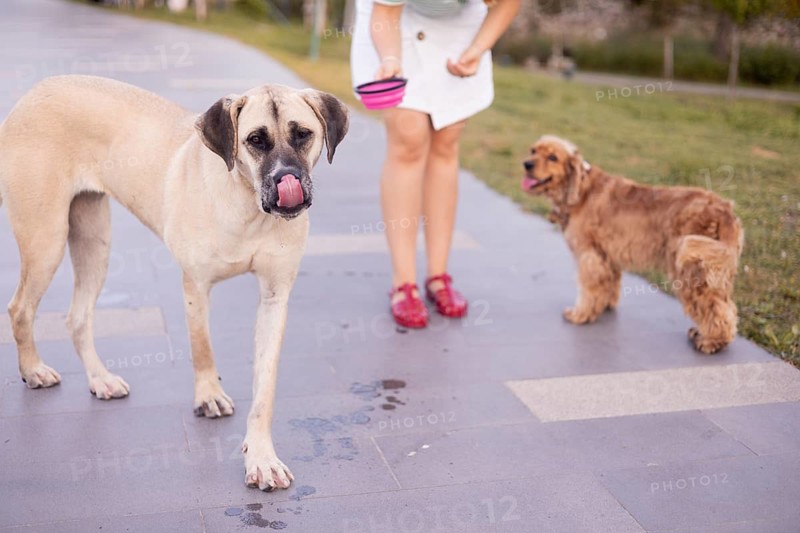A woman interacts with two dogs on a paved pathway, one with its tongue out
